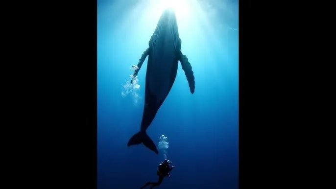 4399韩国电影在线看 - 深蓝星球：探索海洋深处的未知世界